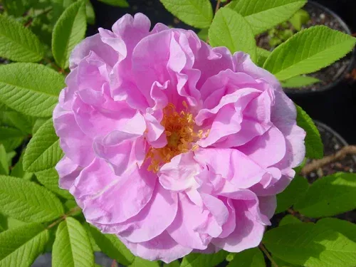 Rosa 'Thérèse Bugnet' 3L