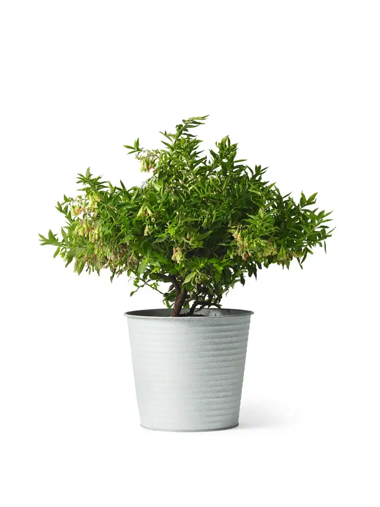 Blåbær LUCKY BERRY®