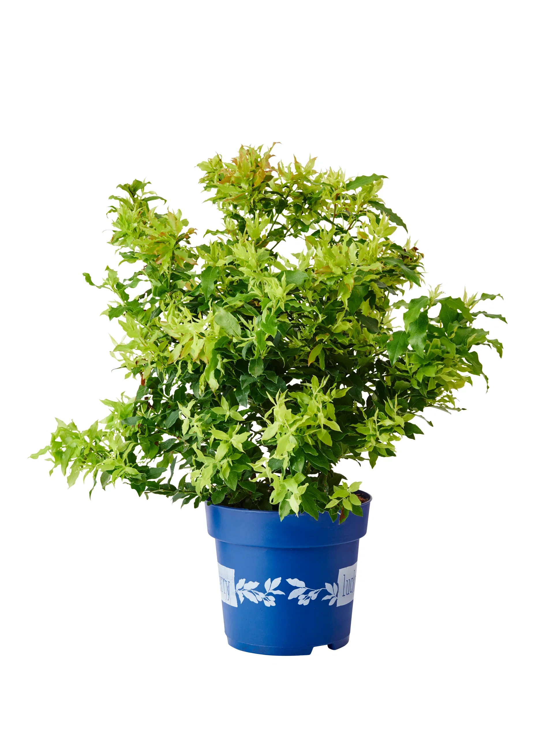 Blåbær LUCKY BERRY®