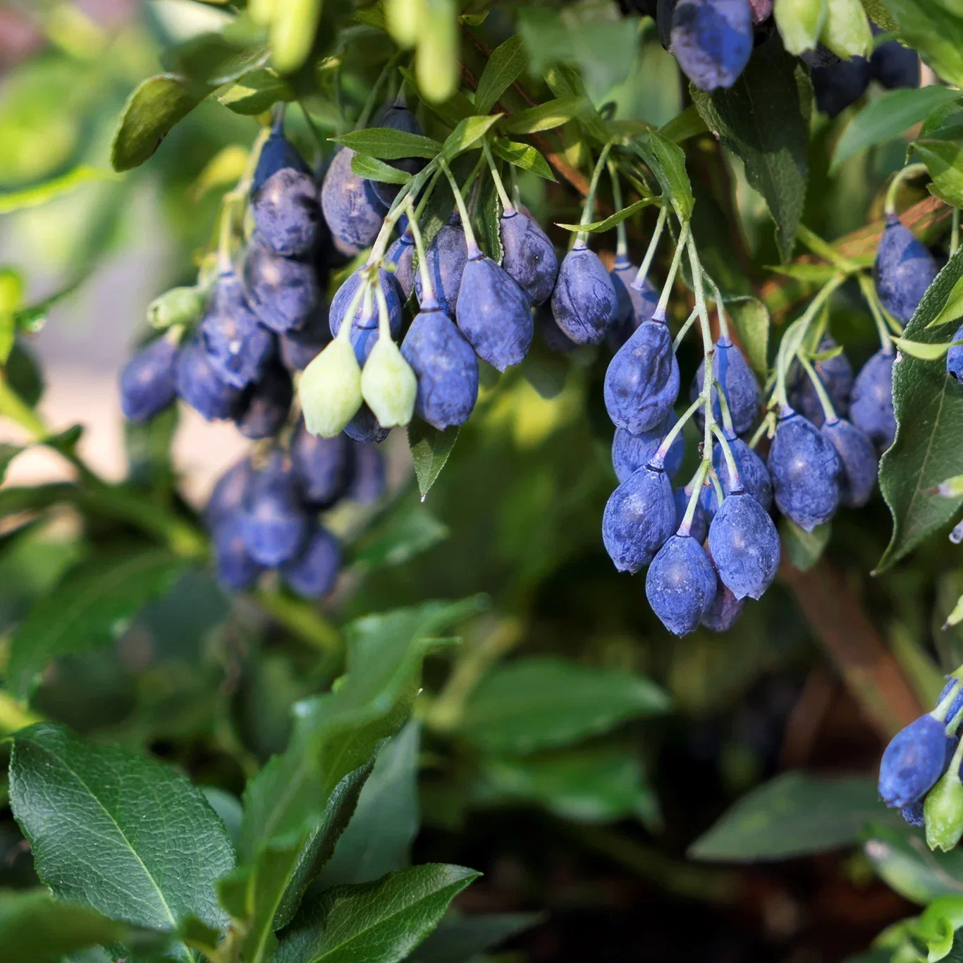 Blåbær LUCKY BERRY®