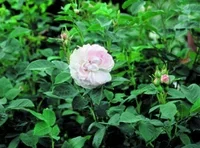 Rosa 'Maidens Blush' 3L