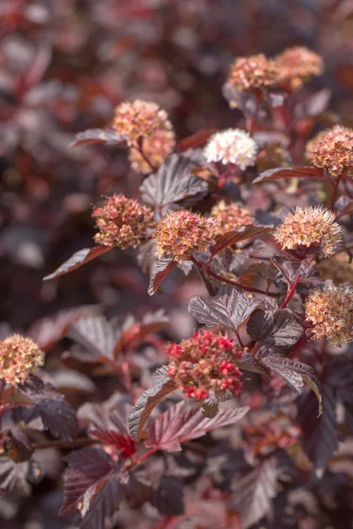 Solbærespirea 'Summer Wine'