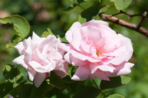 Rosa 'Maidens Blush' 3L