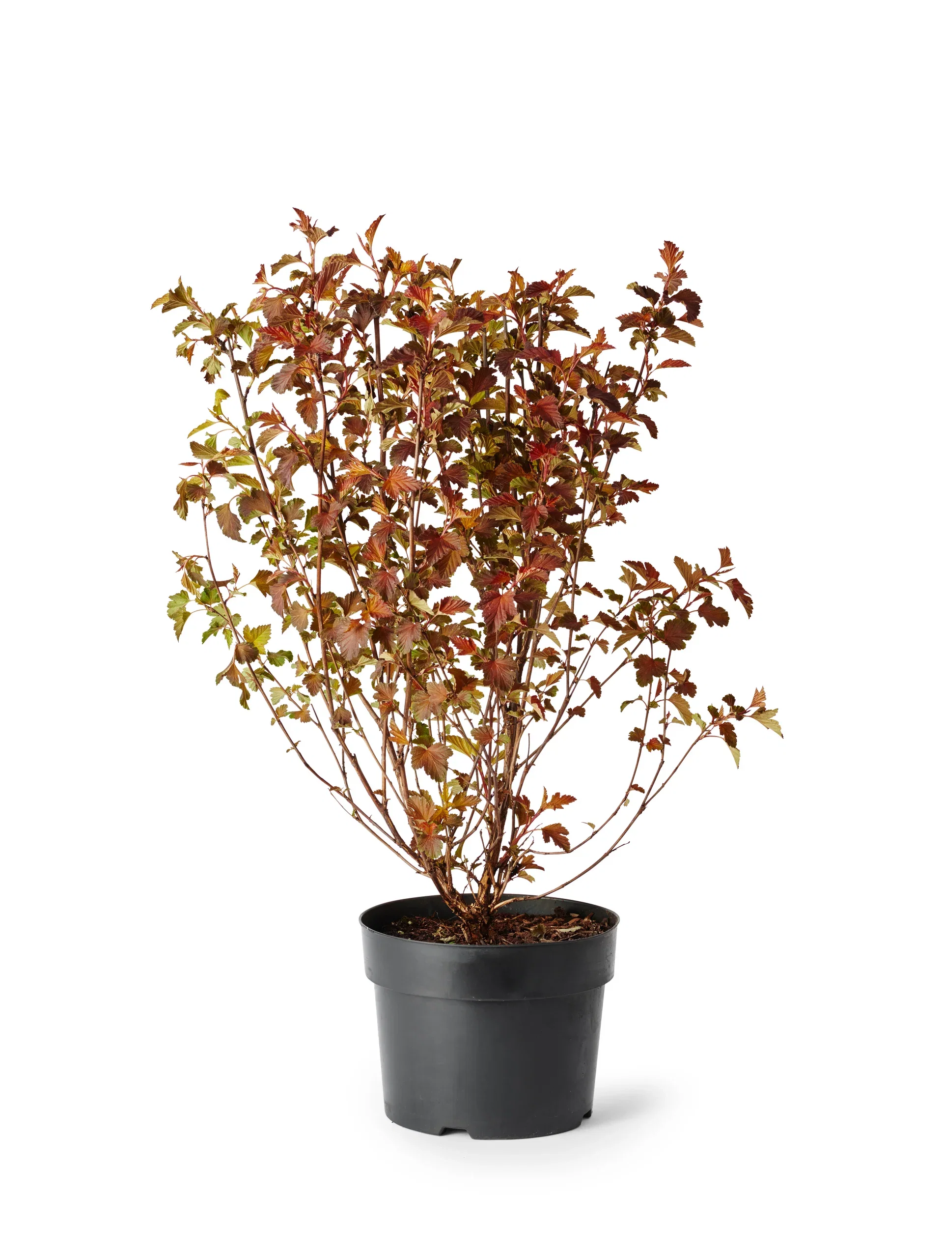 Solbærespirea 'Summer Wine'