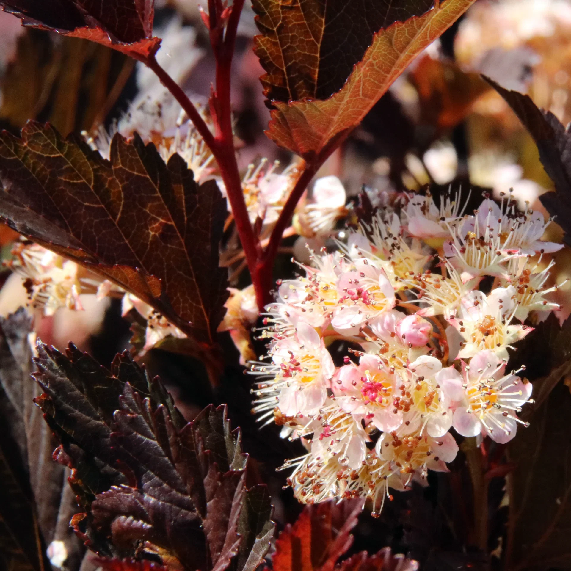 Solbærespirea 'Summer Wine'