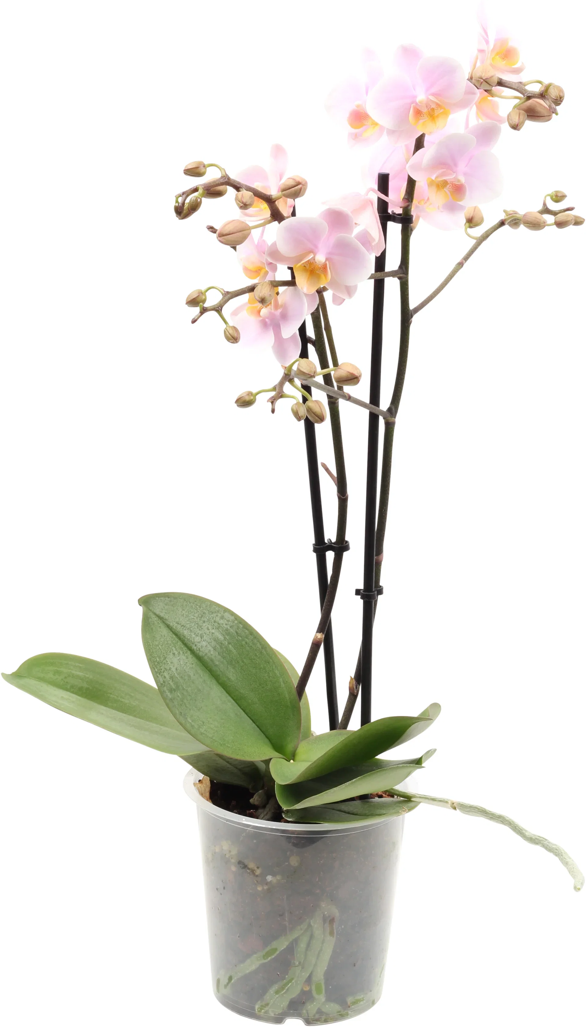 Phalaenopsis