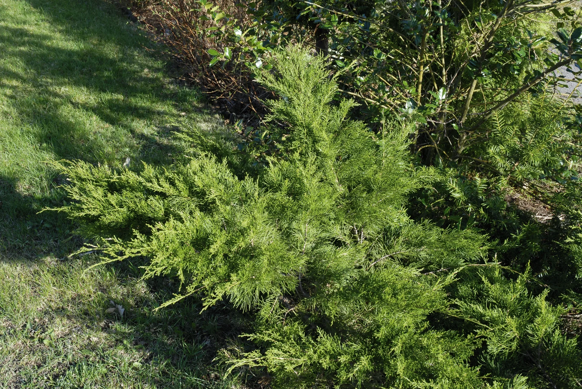 Juniperus x pfitzeriana 'Mint Julep' 40-50cm 22cm