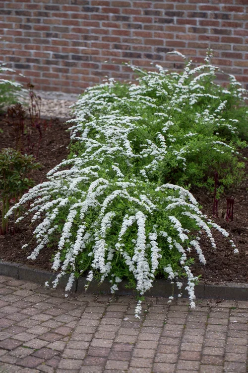 Brudespirea 'Grefsheim'