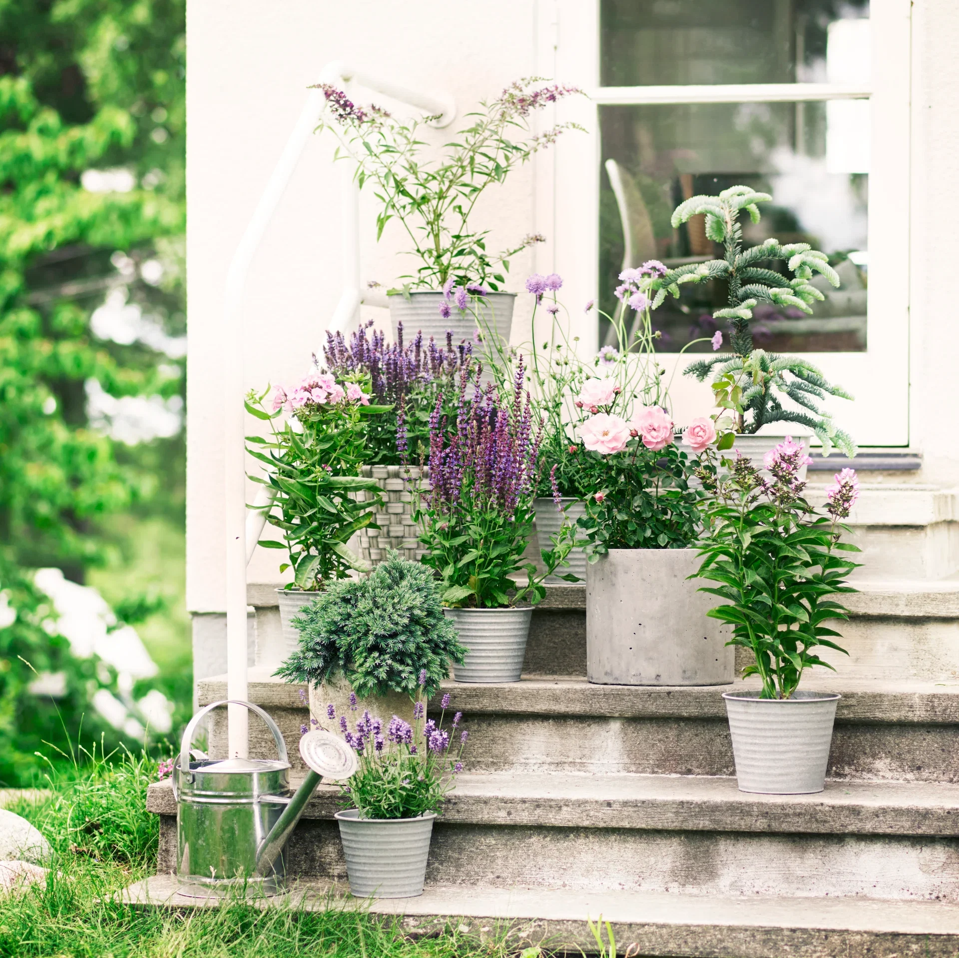 Himalayaeiner 'Blue Star'