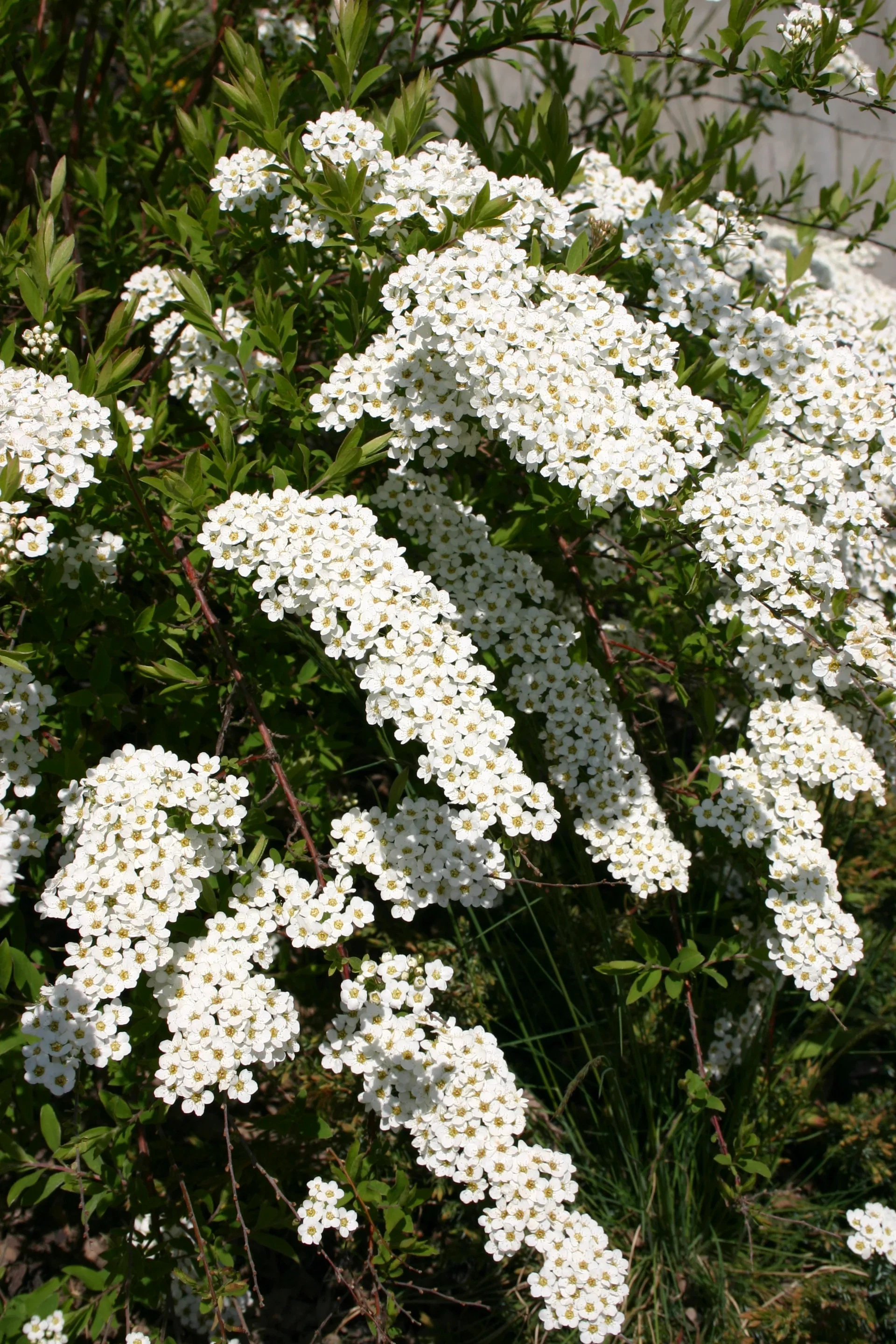 Brudespirea 'Grefsheim'