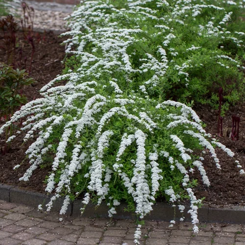 Brudespirea 'Grefsheim'