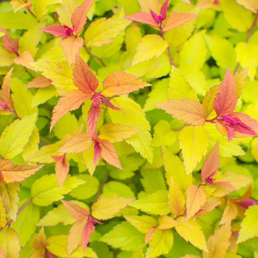Japanspirea 'Walbuma'