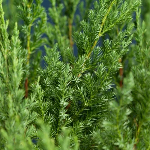 Kinaeiner 'Stricta