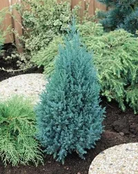 Kinaeiner 'Stricta