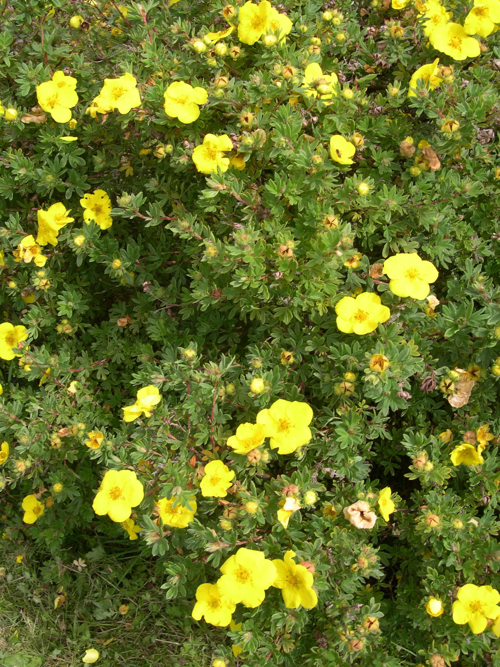 Dasiphora (Fruticosa-Gruppen) 'Goldfinger' 4,5L