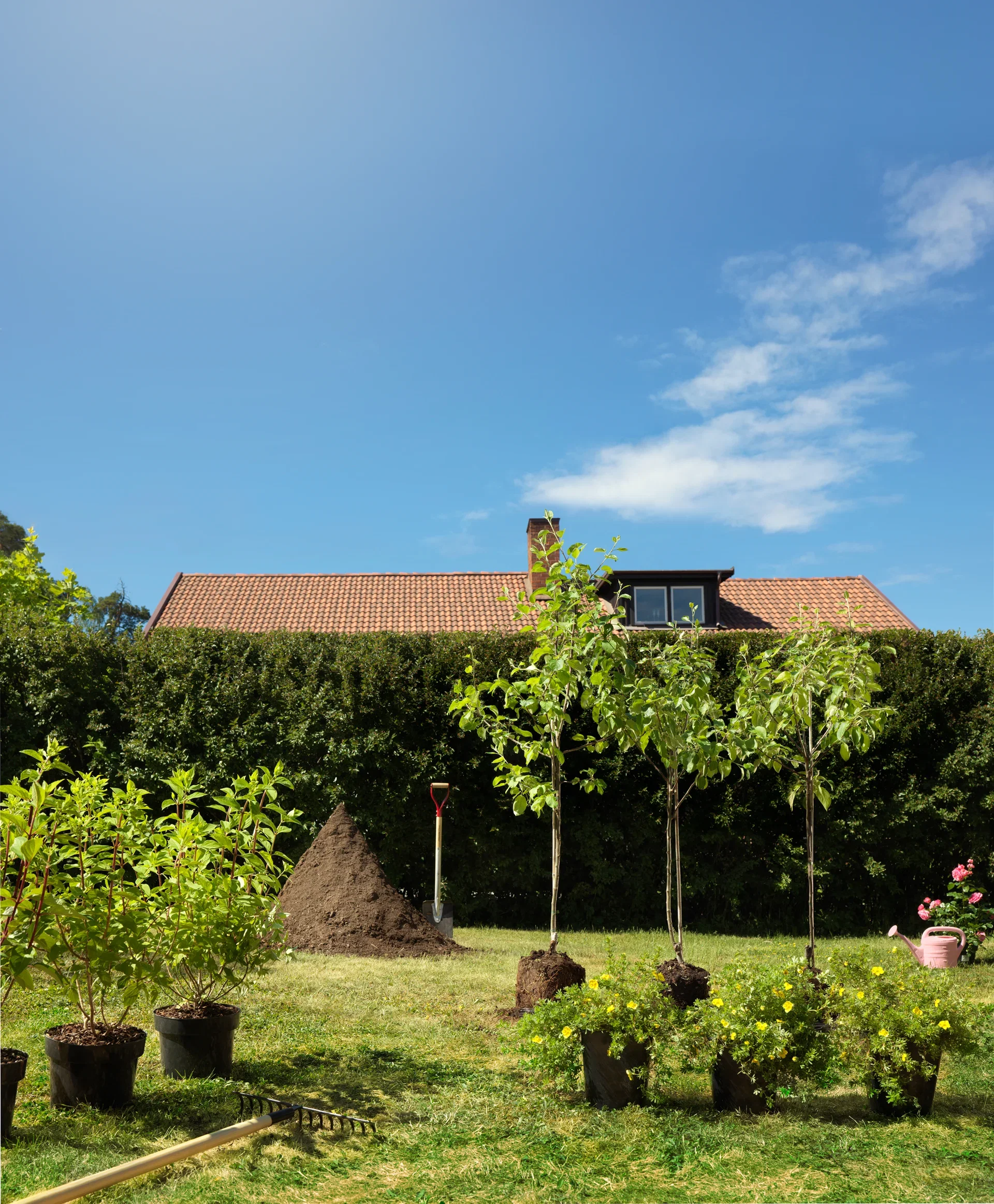 Dasiphora (Fruticosa-Gruppen) 'Goldfinger' 4,5L