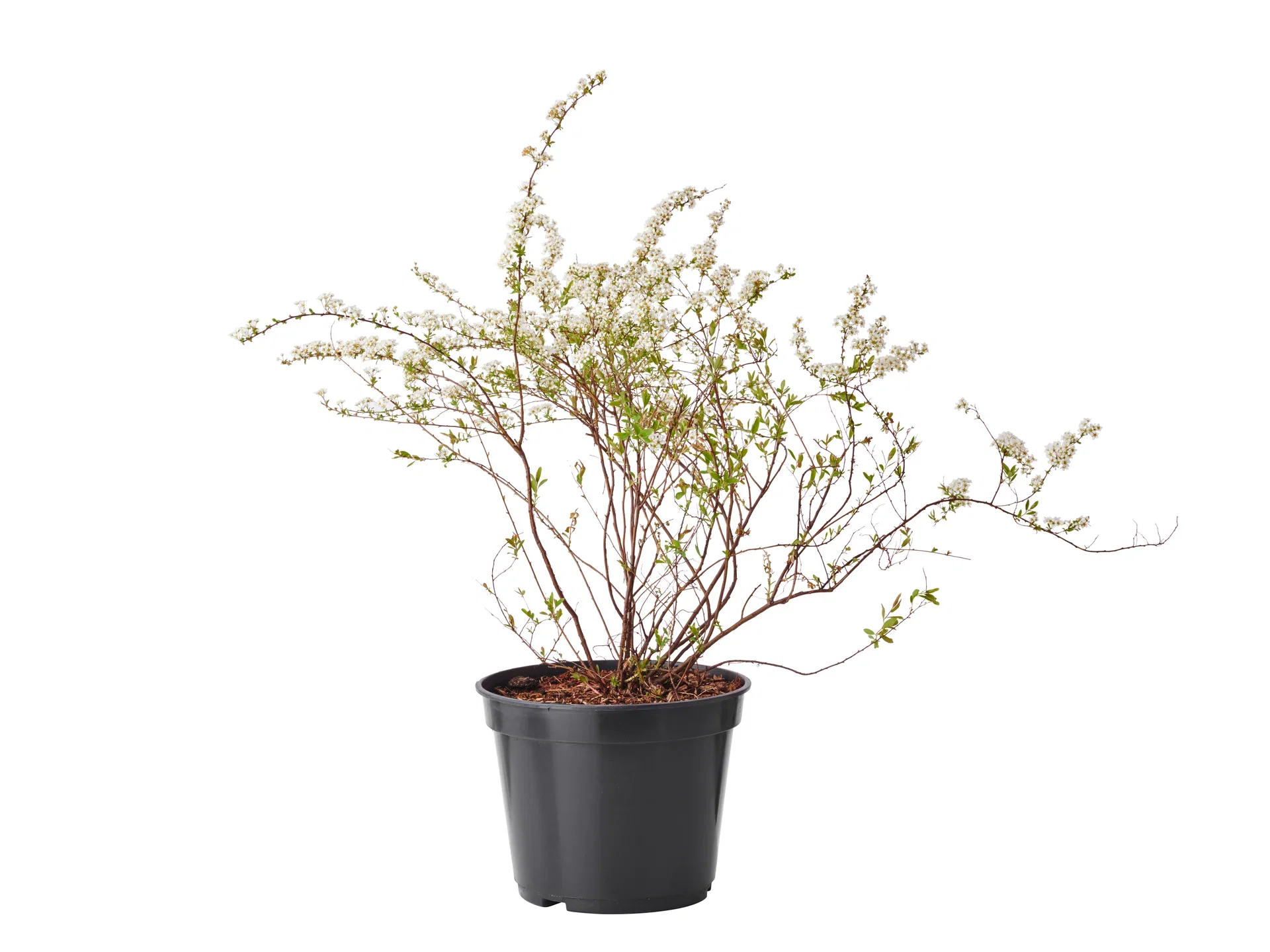 Spiraea x cinerea 'Grefsheim' 4,5L