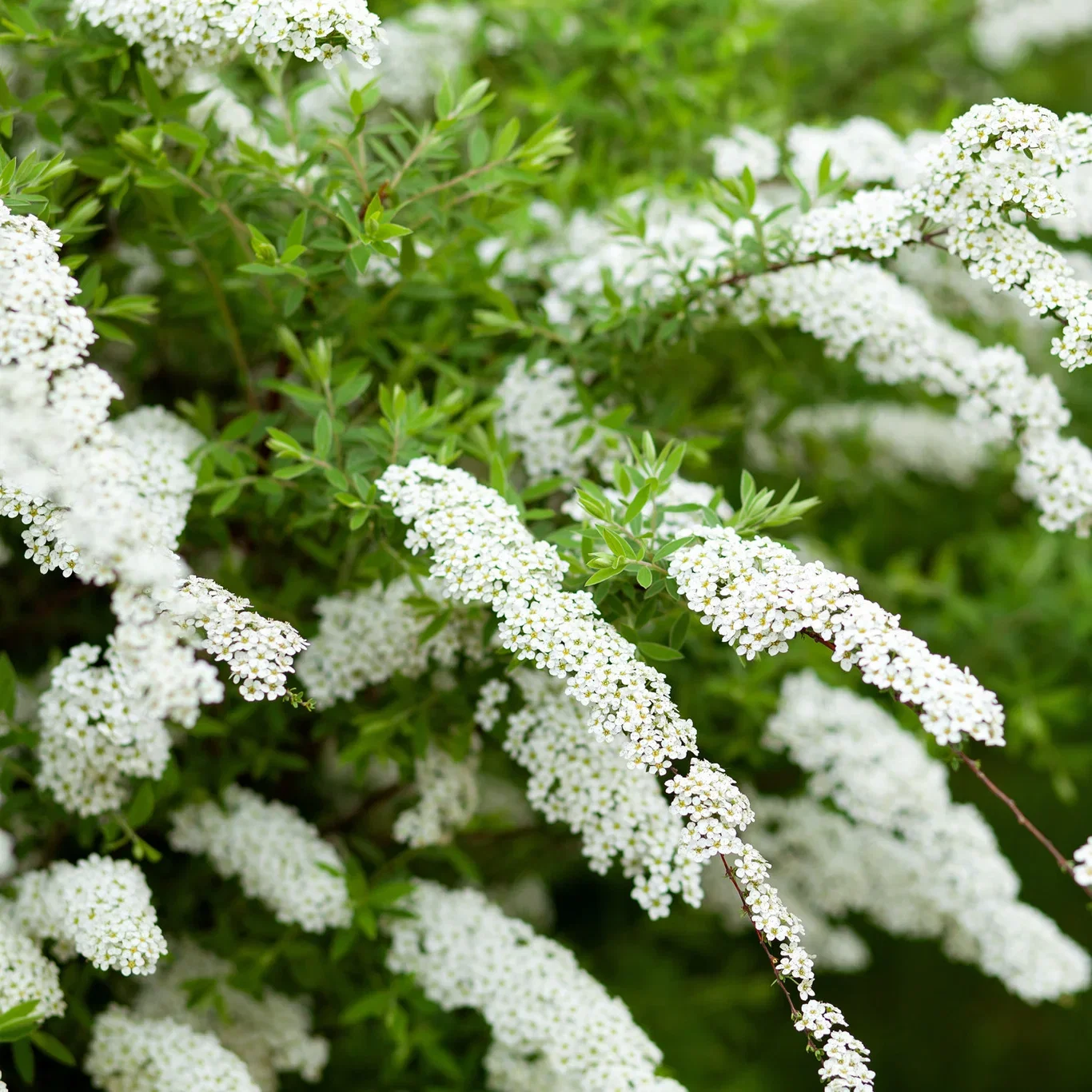 Spiraea x cinerea 'Grefsheim' 4,5L