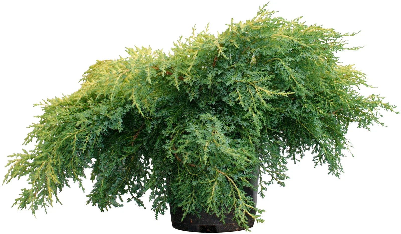 Juniperus x pfitzeriana 'Gold Star' 40-50cm 22cm
