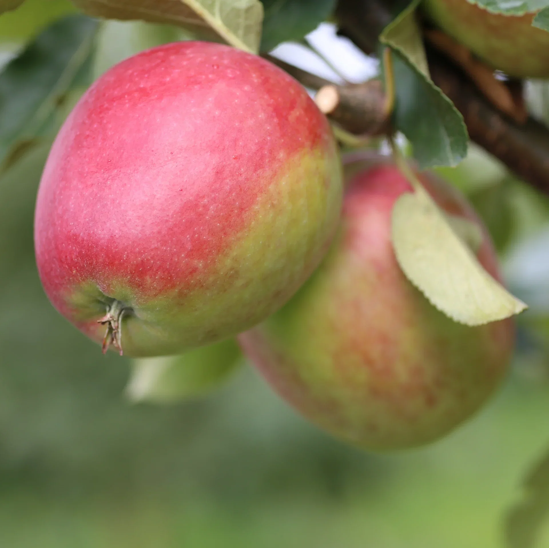 Malus domestica 'Katja' E B9 10L