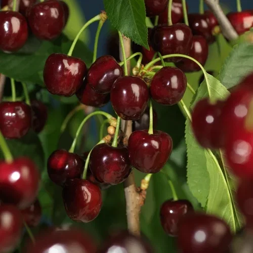 Prunus avium 'Stella' Colt 10L