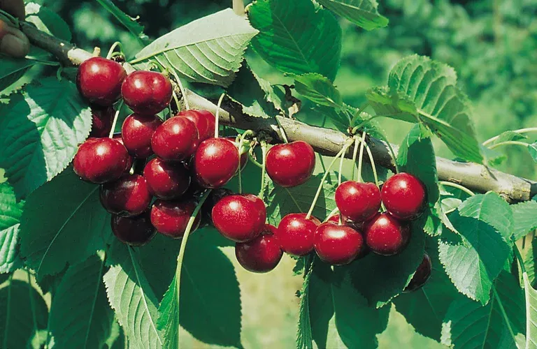 Prunus avium 'Sunburst' Colt 10L