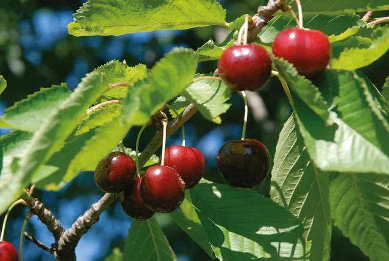 Prunus avium 'Stella' Colt 10L