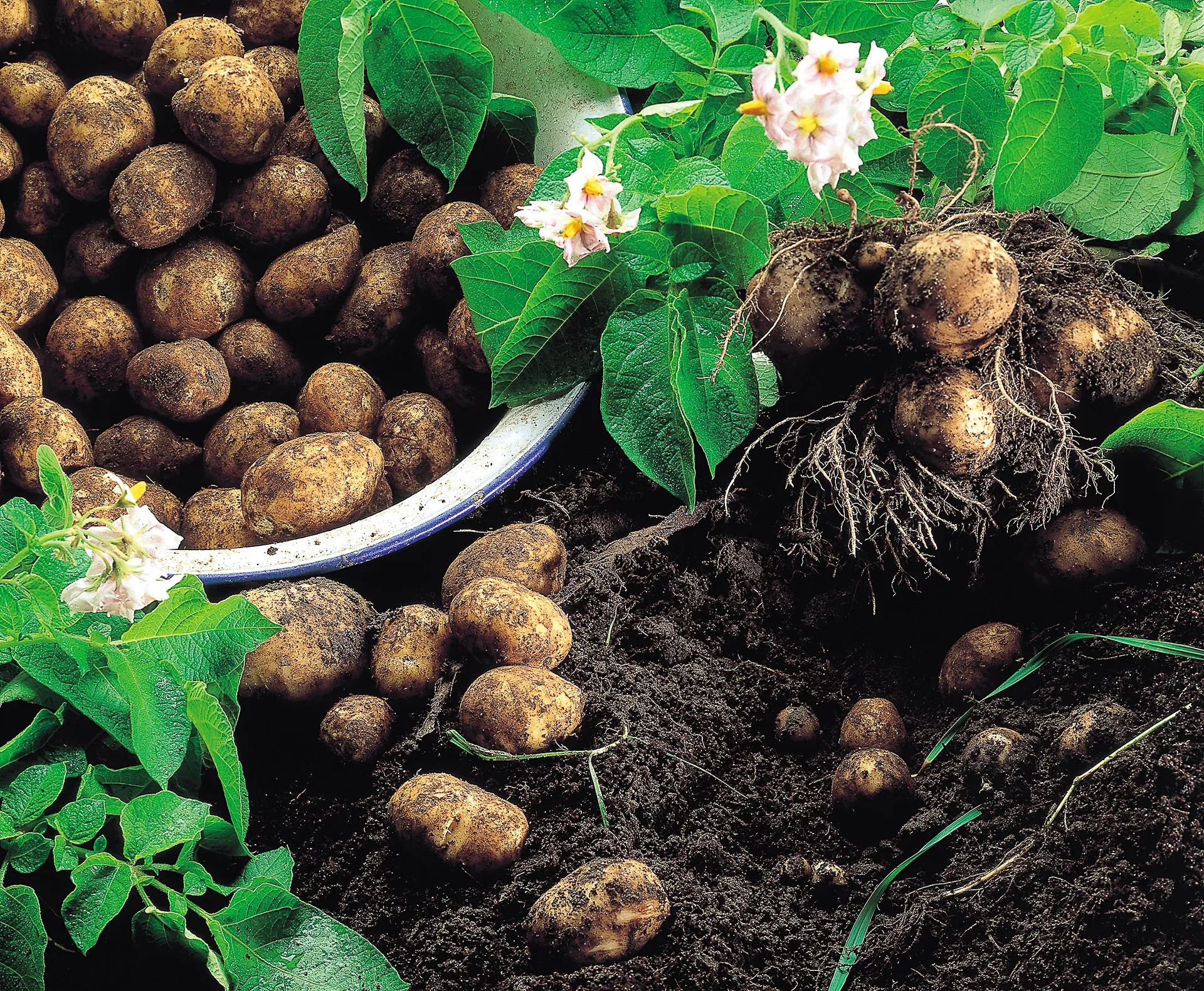 Settepotet 'Amandine'