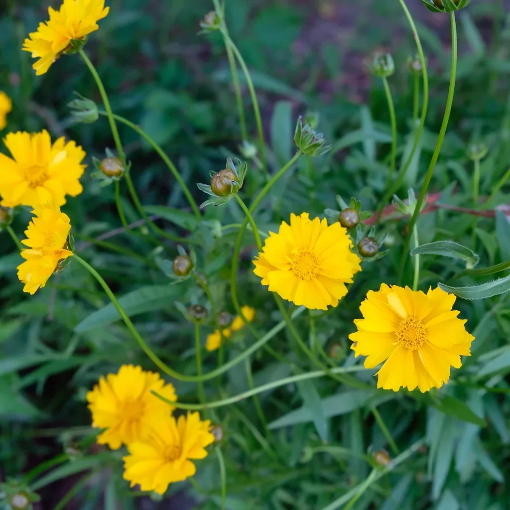 Gullvakkerye 'Sonnenkind'