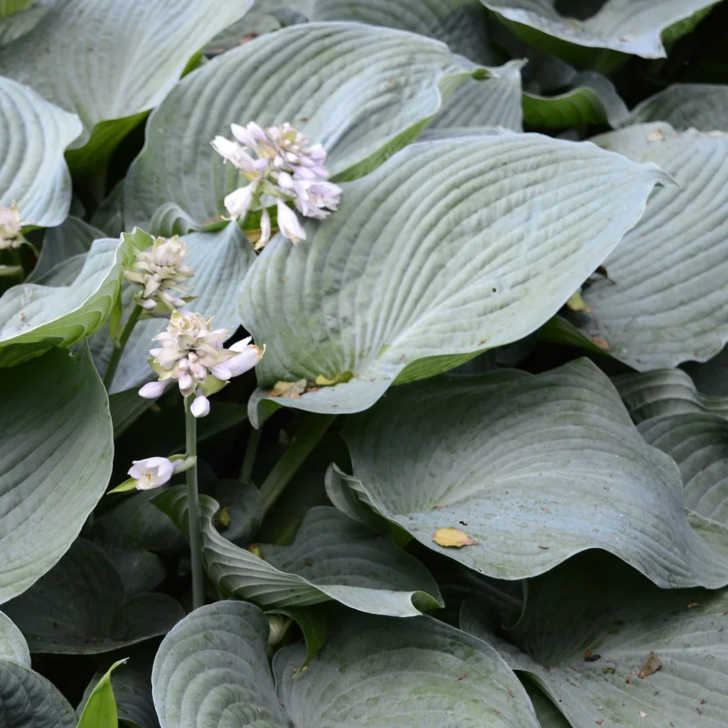 Doggbladlilje 'Elegans'