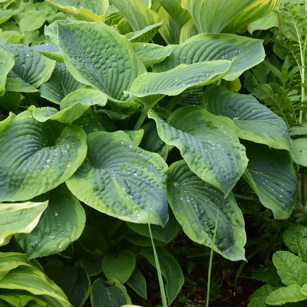 Hosta sieboldiana 'Frances Williams'