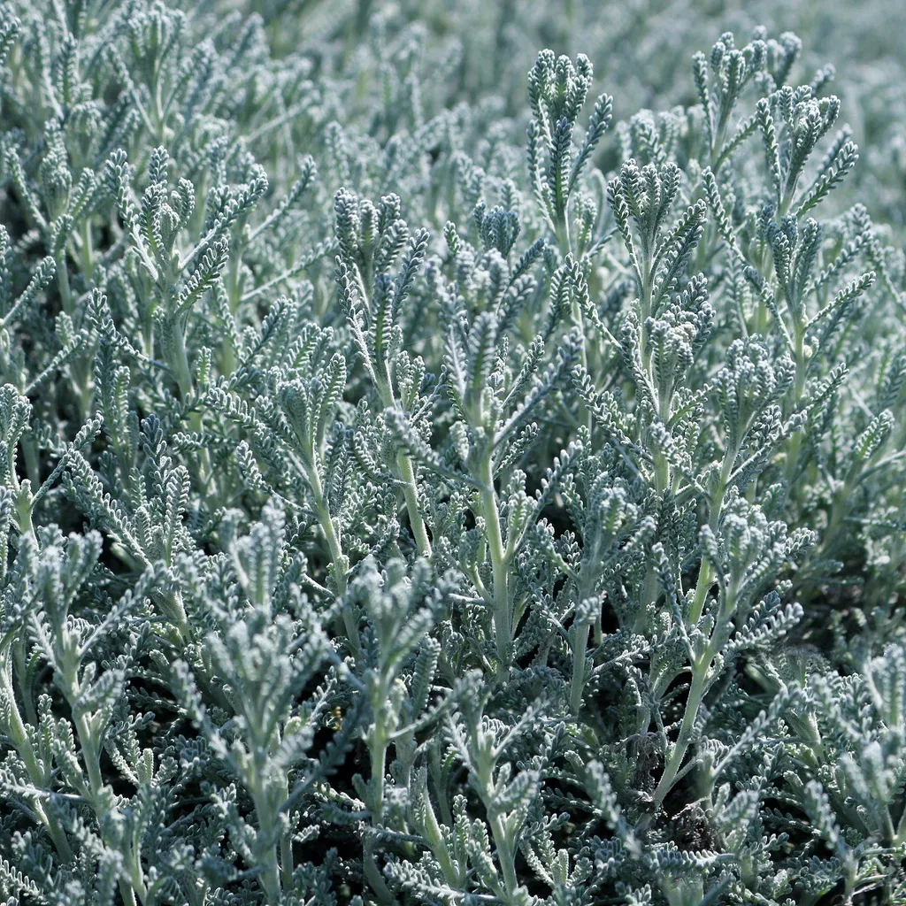 Santolina chamaecyparissus