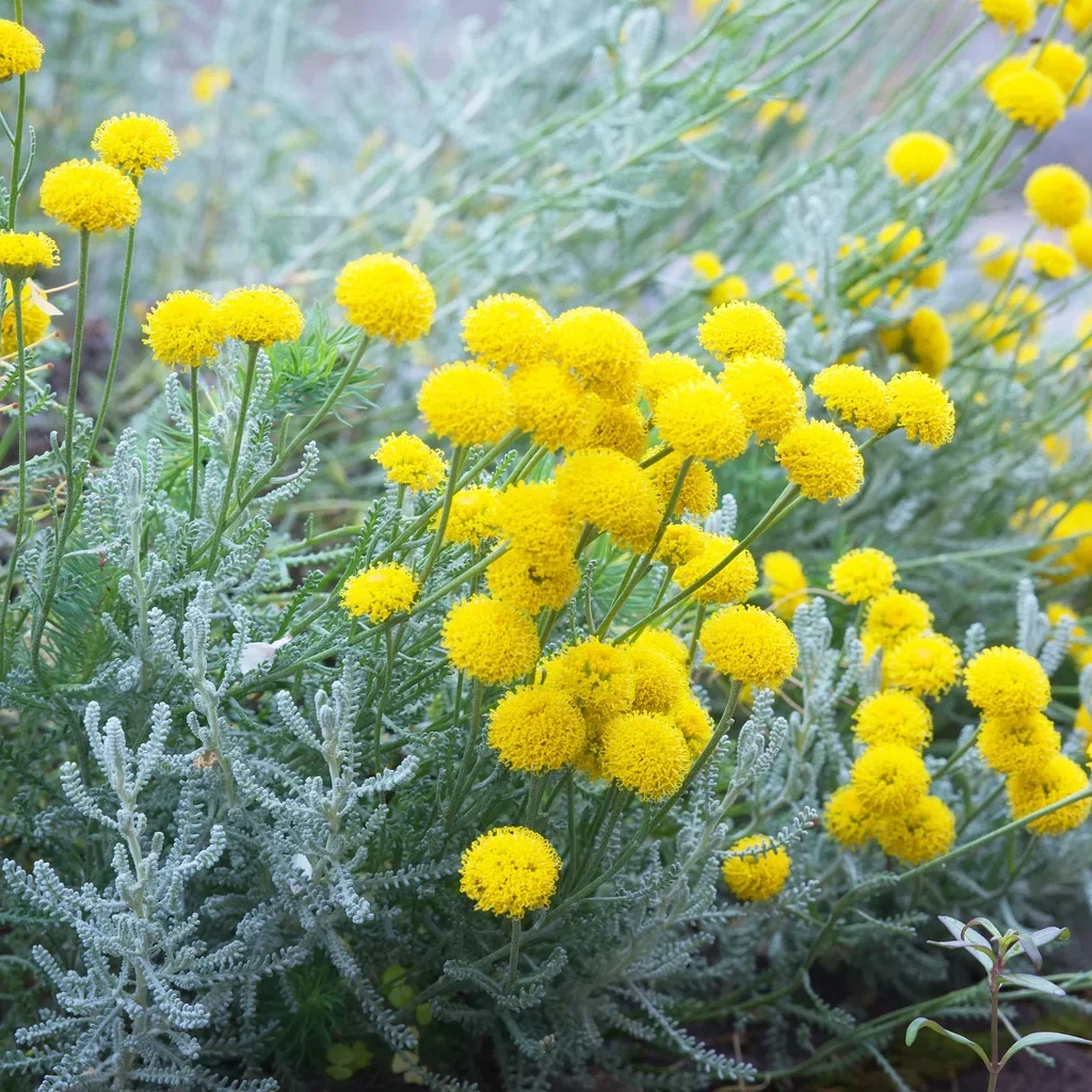 Santolina chamaecyparissus