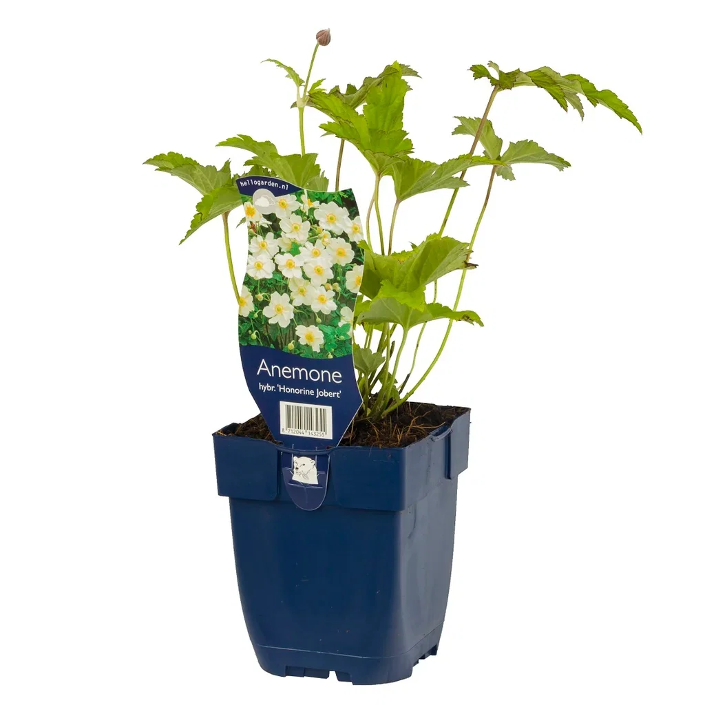 Høstanemone 'Honorine Jobert'