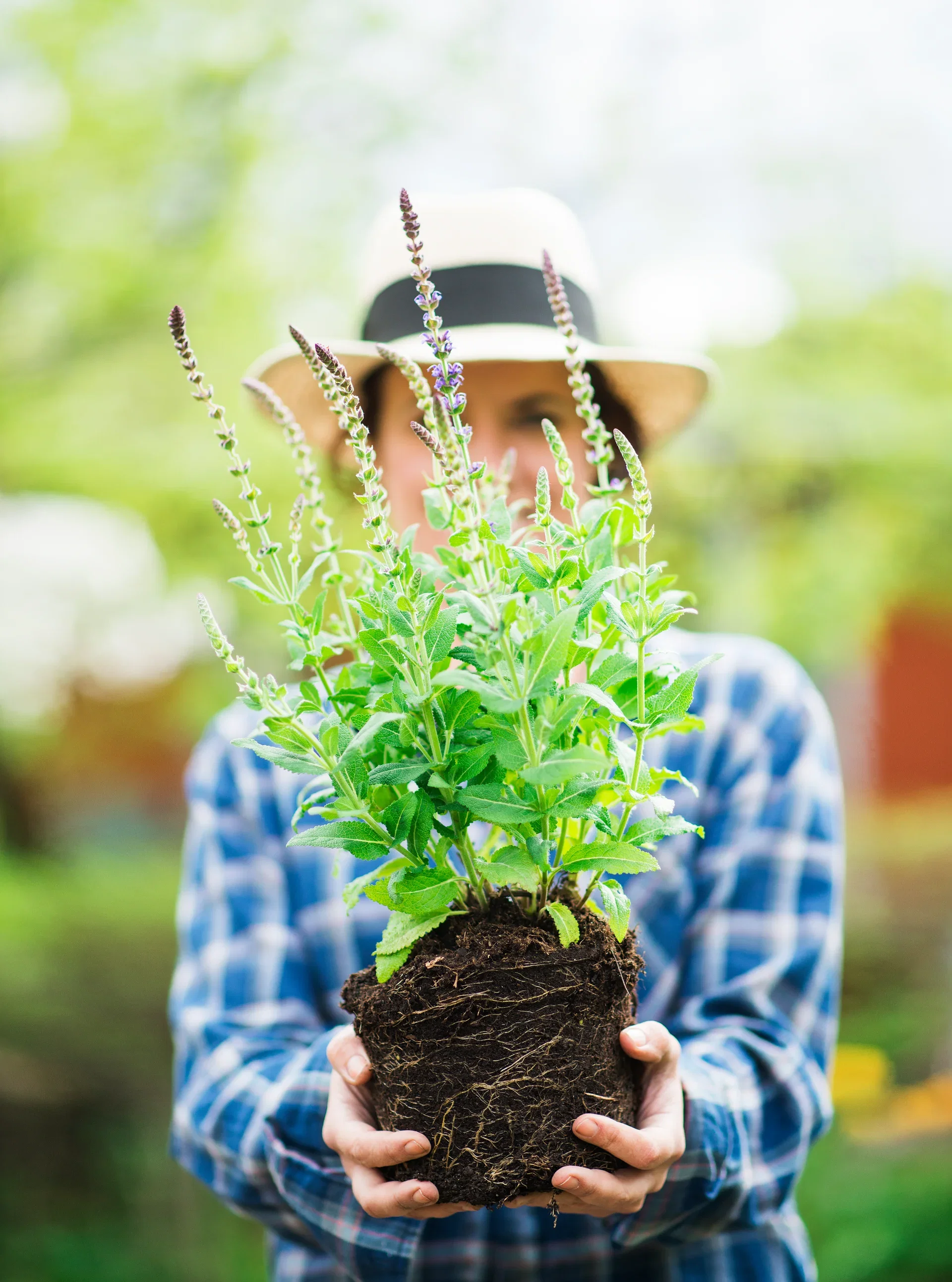 Steppesalvie 'Ostfriesland'