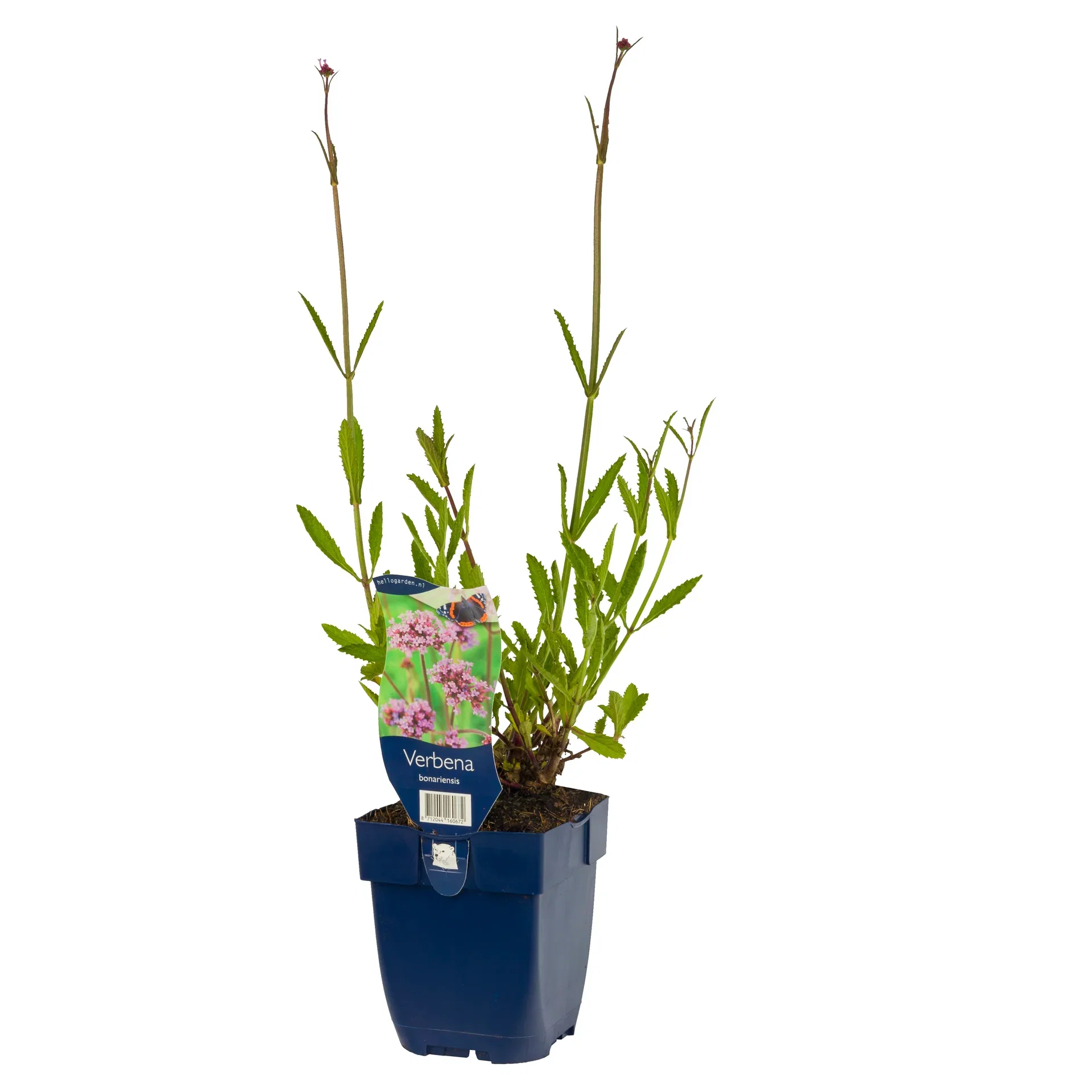Verbena bonariensis
