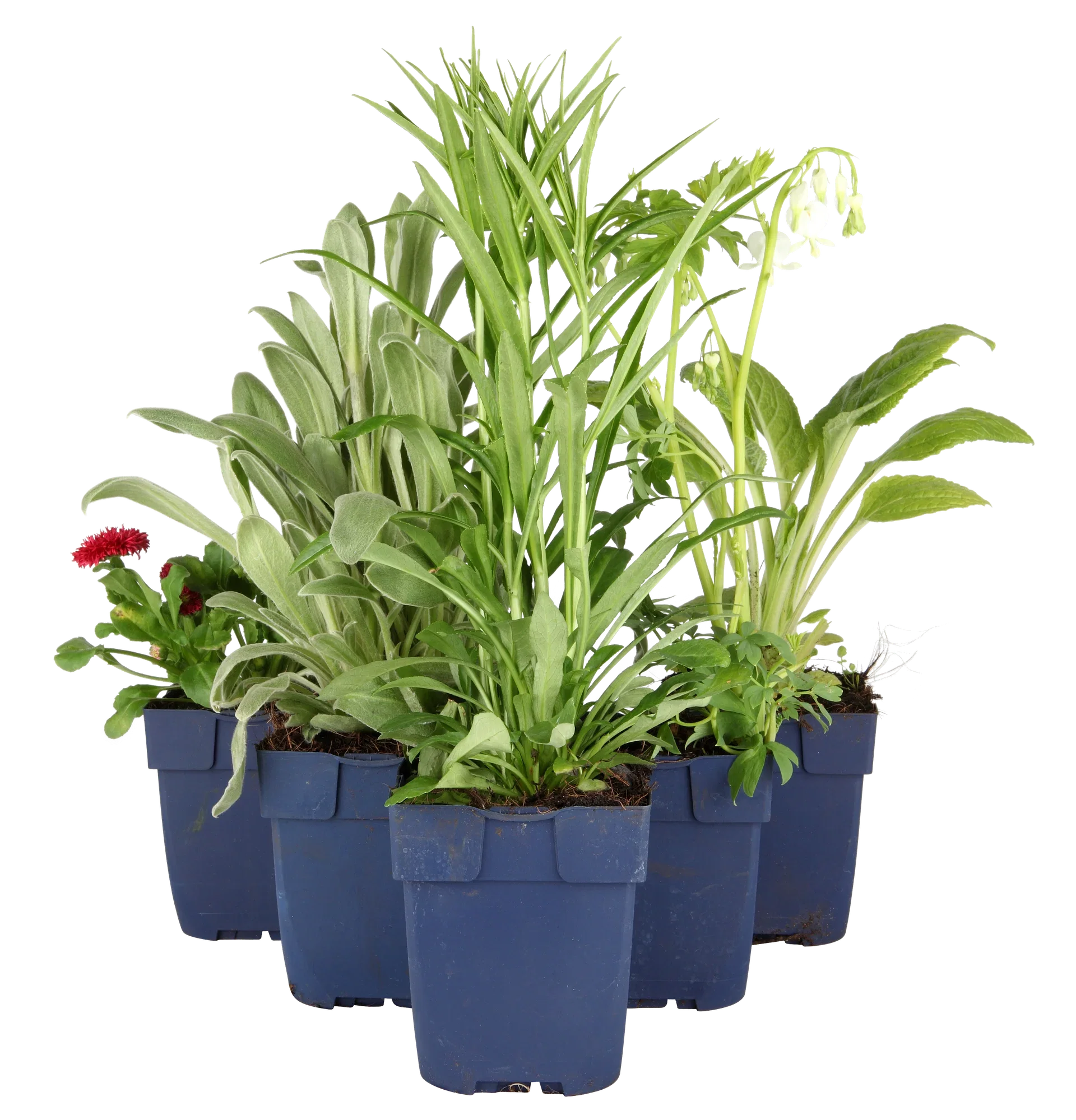 Stokkrose 'Nigra'