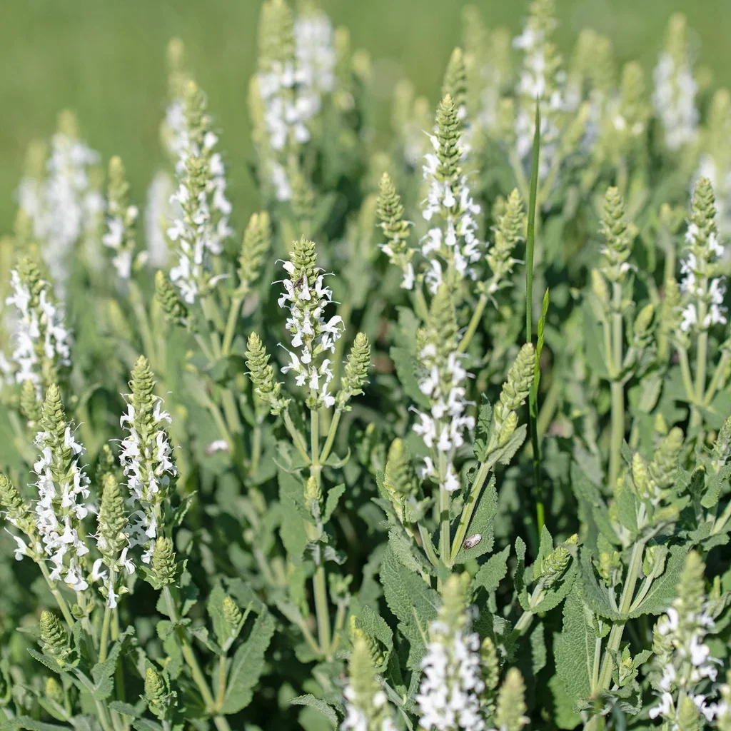 Steppesalvie  'Schneehügel'