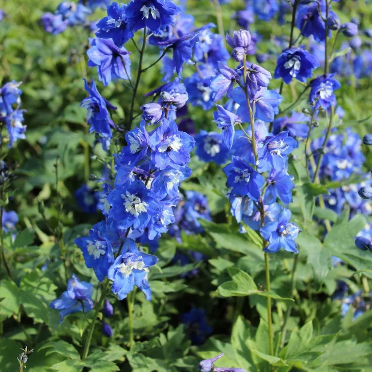 Ridderspore 'Blue Bird'