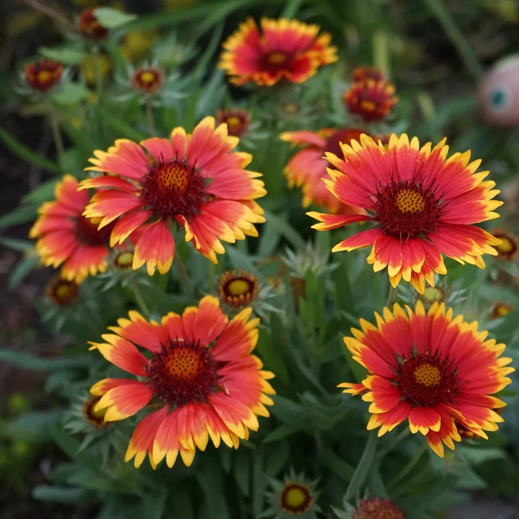 Kokardeblomst 'Kobold'