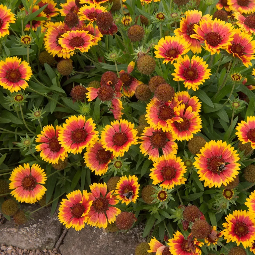 Kokardeblomst 'Kobold'