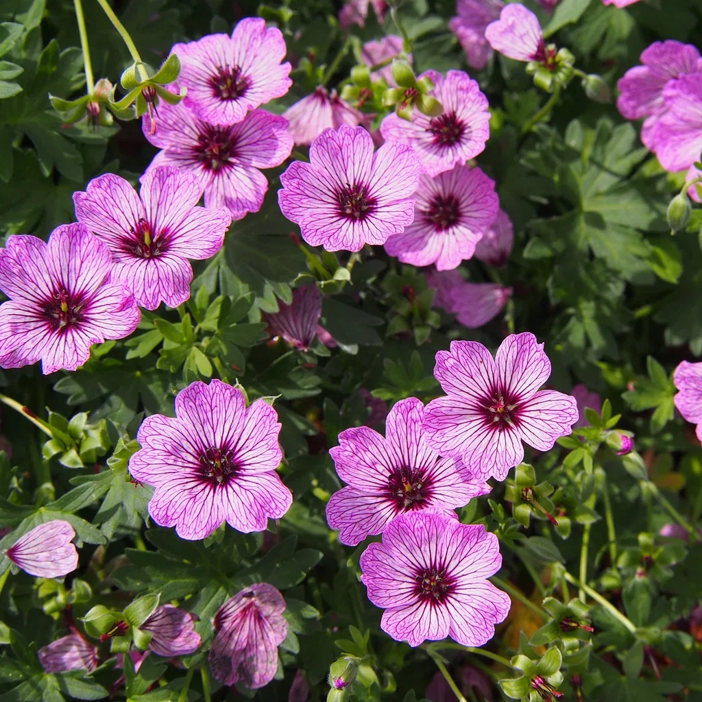 Geranium (Cinereum-Gruppen) 'Ballerina'
