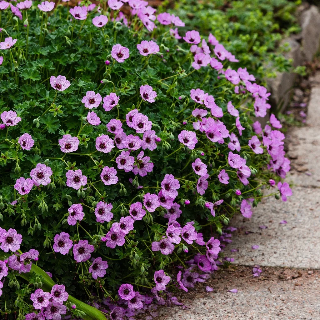 Geranium (Cinereum-Gruppen) 'Ballerina'