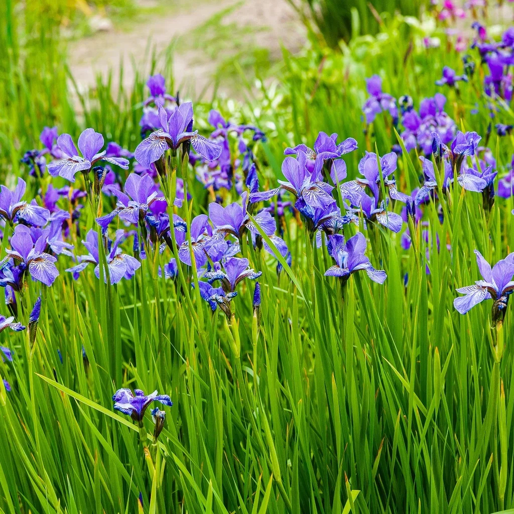 Iris sib. 'Blue King'