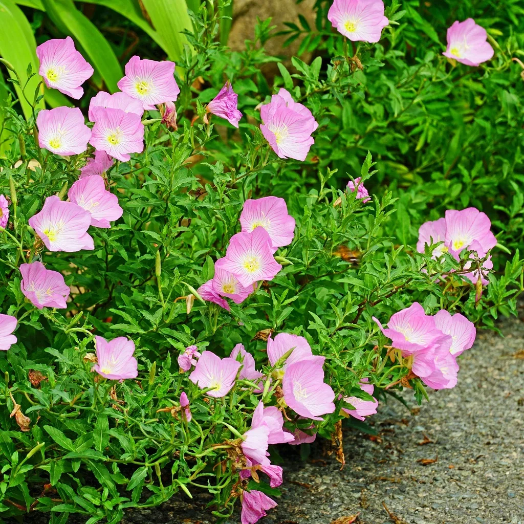 Oenothera speciosa 'Siskiyou'