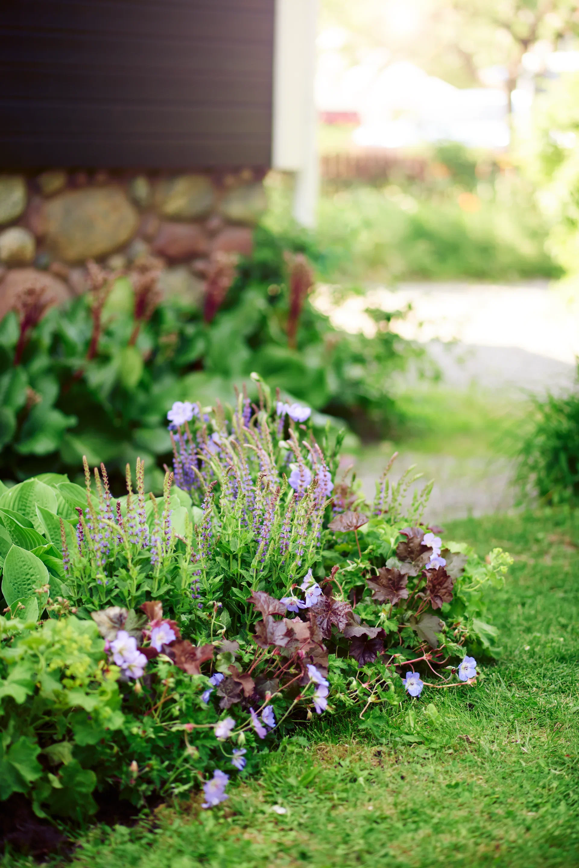 Steppesalvie 'Caradonna'