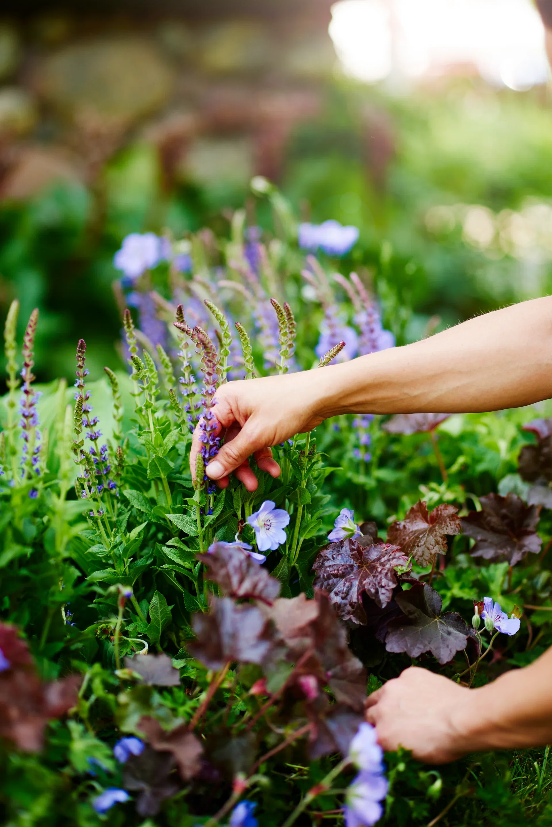 Steppesalvie 'Caradonna'