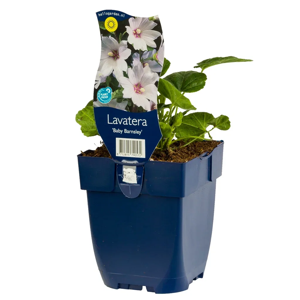 Lavatera 'Barnsley Baby'