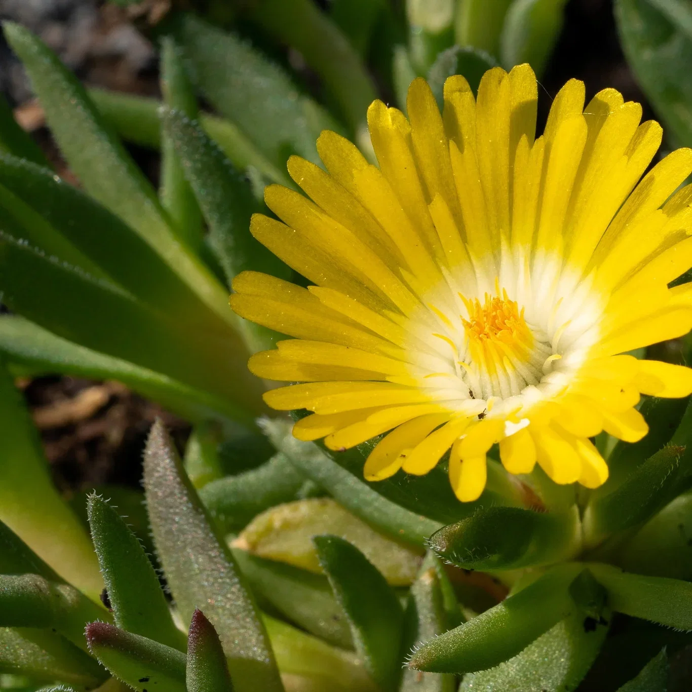 Delosperma congestum