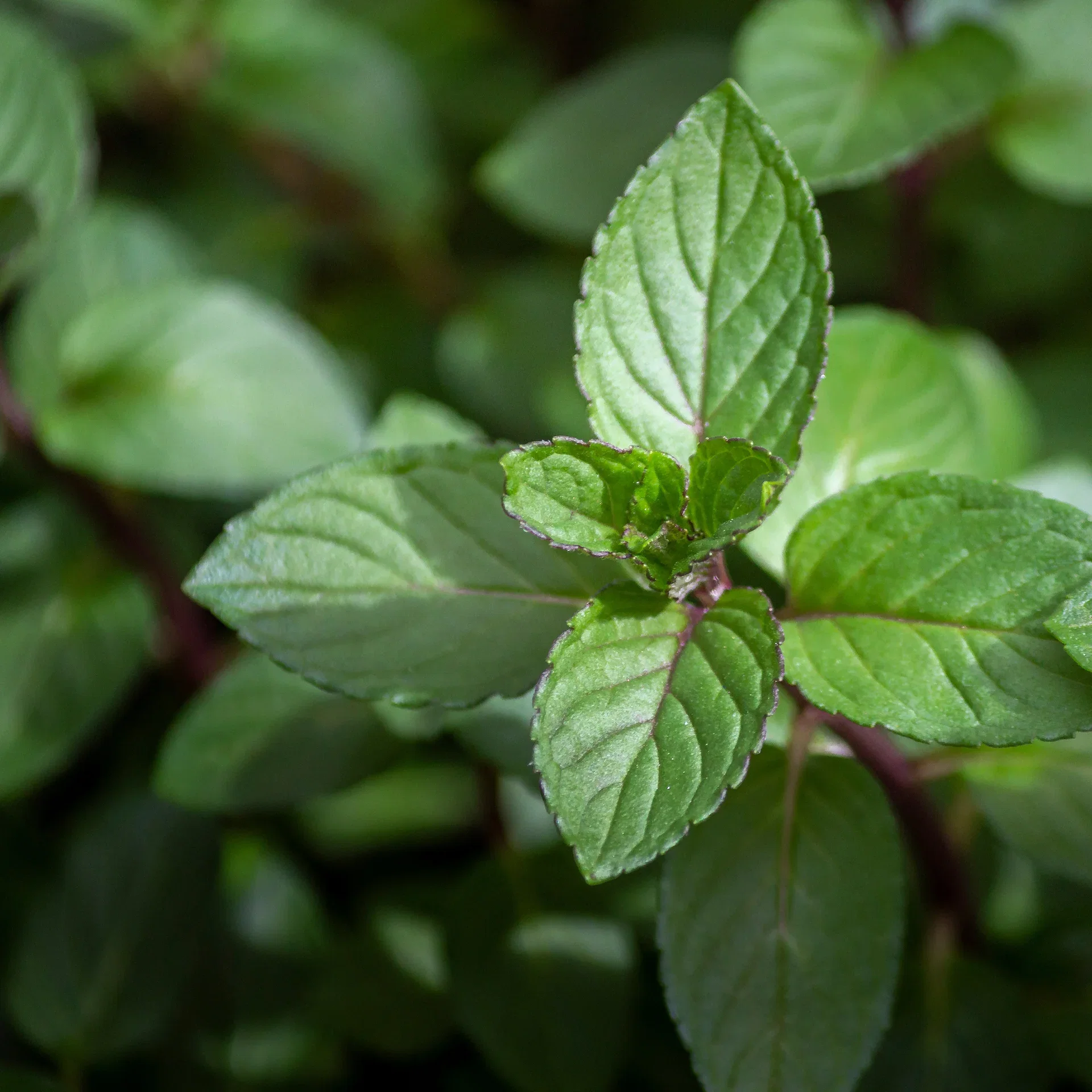 Sjokolademynte  'Chocolate'